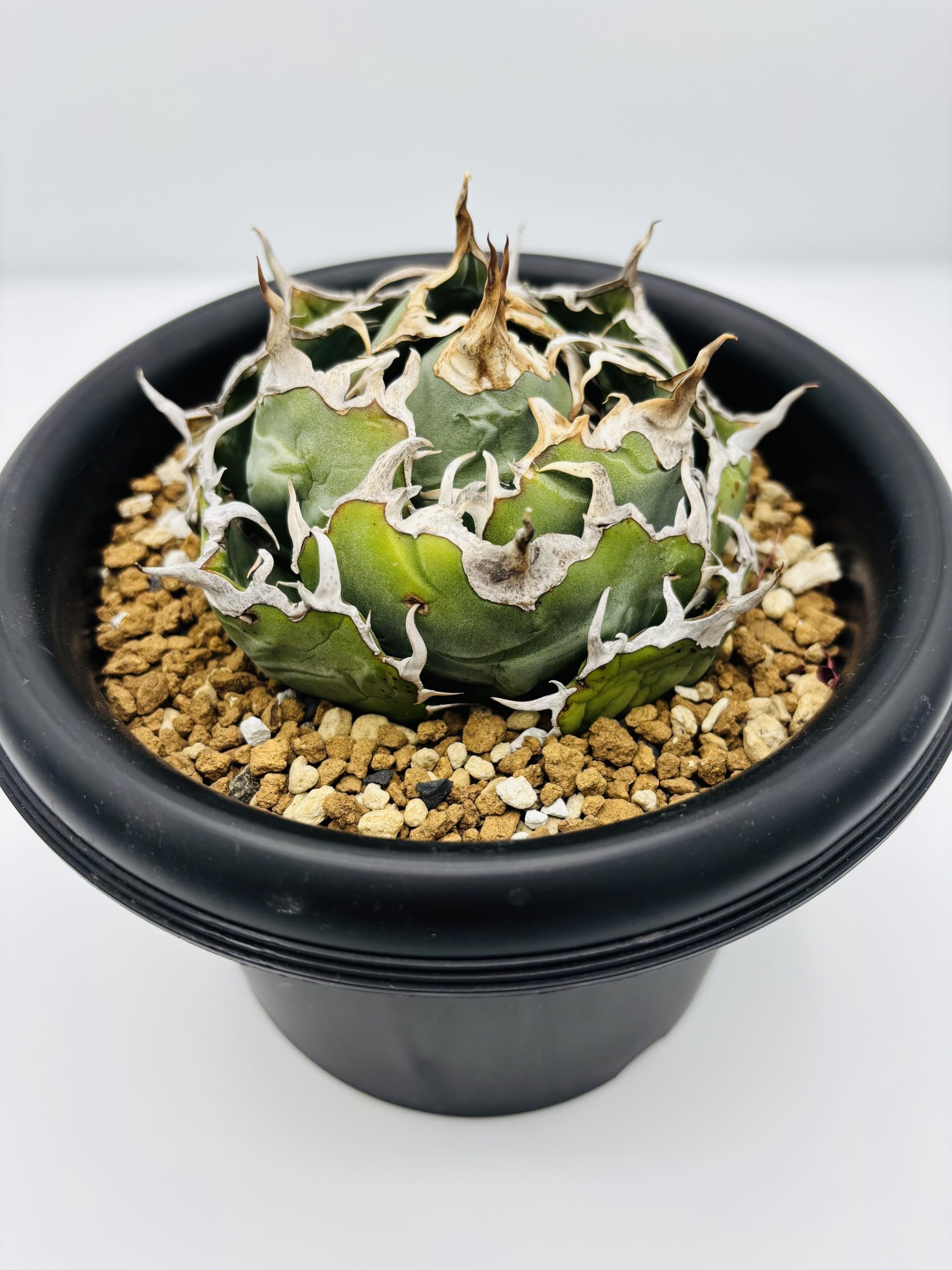Amazon｜アガベ チタノタ 白鯨 (ハクゲイ)/ Agave titanota 'White